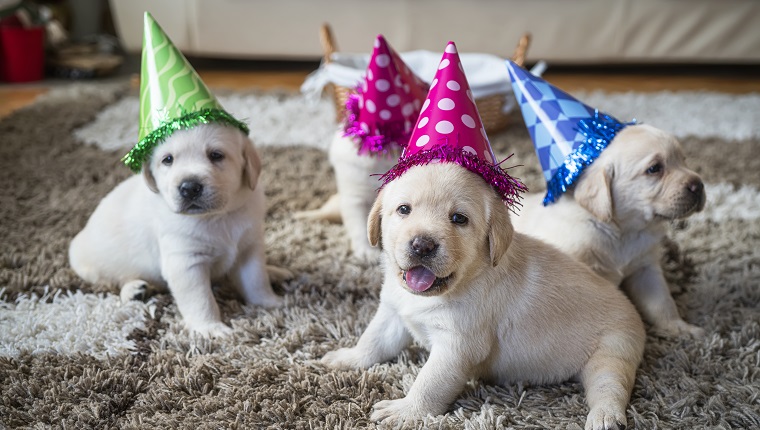 Puppies at home