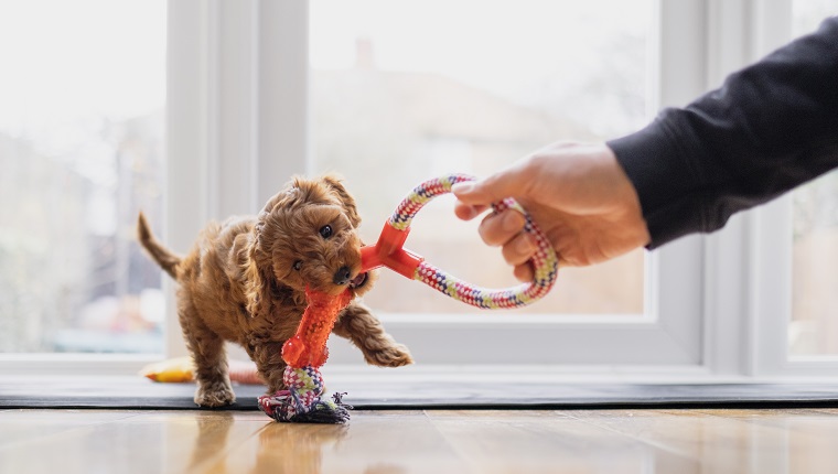 Cute puppy is playing tug with a toy