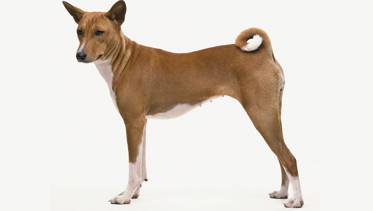 A Basenji