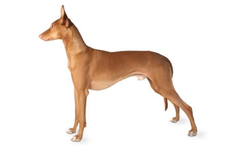 pharaoh-hound