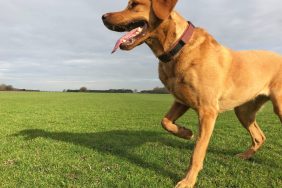 dog with Osteochondritis Dissecans limping