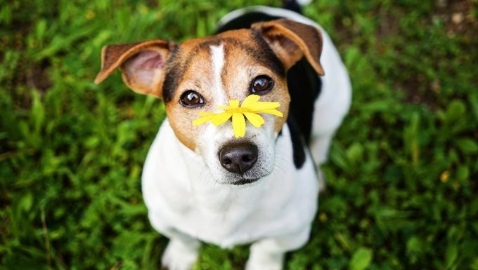 dog with flower on nose