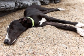 Enjoy the beach with your pet