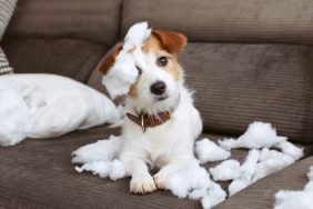 Jack Russell terrier on sofa after destructive chewing