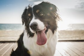 adult dog with tongue hanging out on boardwalk