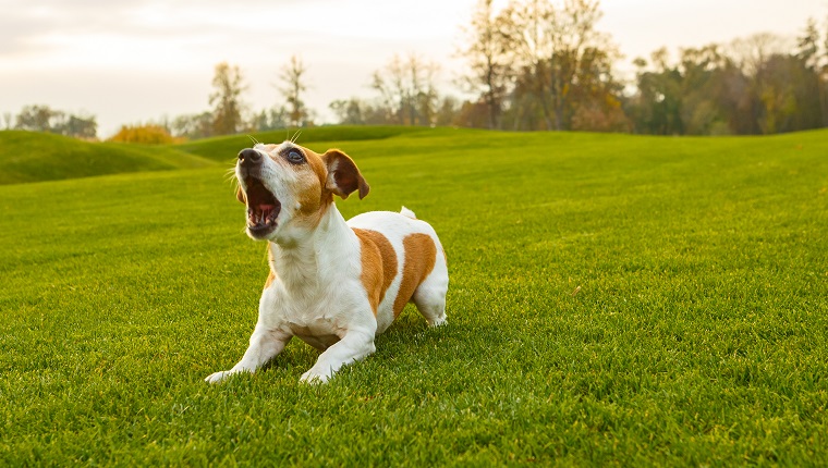 Dog with opened mouth (barking screaming, talking, complaining). Natural park background.