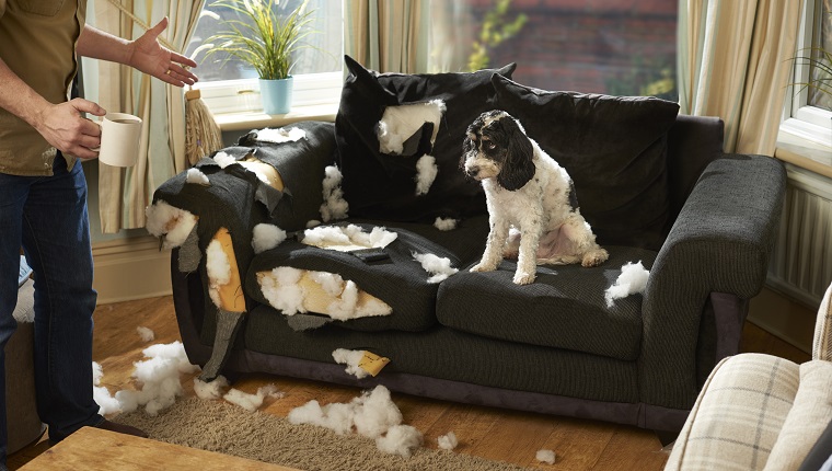 a man has nipped out for a cup of team whilst his canine pal has destroyed the sofa .