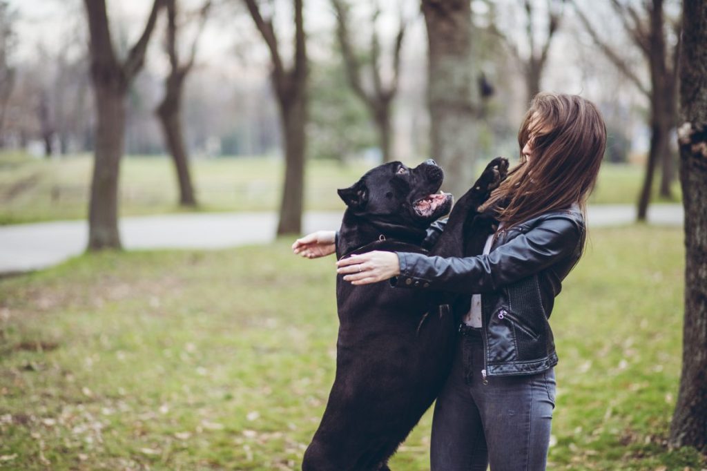 dog jumping up on woman