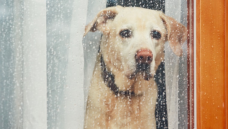 Sad dog waiting alone at home. Labrador retriever looking through window during rain.