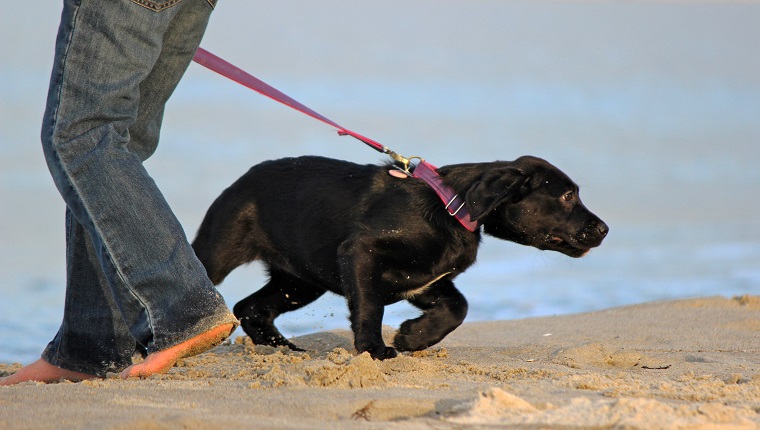 A young labrador retriever puppy pulling against the leash on a beach walk.