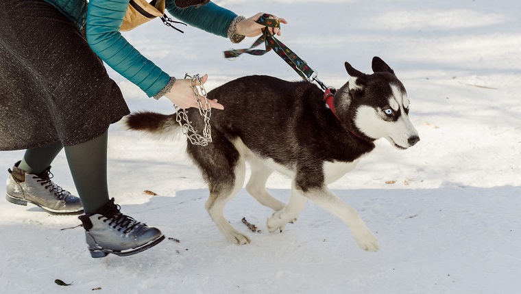 Woman trying to wear a metal pinch collar on her husky pet dog escaping from her