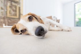 bored hound dog lying on floor