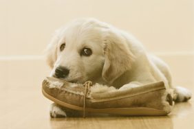 Golden retriever puppy chewing and licking slipper