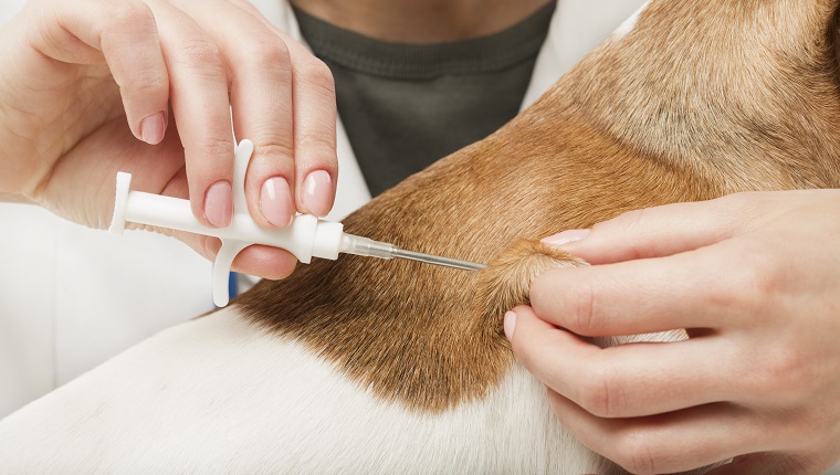 cute white small dog gets a special syringe vet microchipping mandatory for eu pets in the veterinary clinic