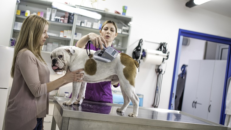 Owner with her English bulldog visiting the veterinarian’s office. The veterinarian is scanning the dog for its chip.