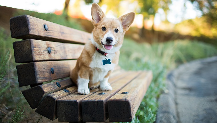 A Pembroke Welsh corgi puppy sits on a bench at a park outdoors.