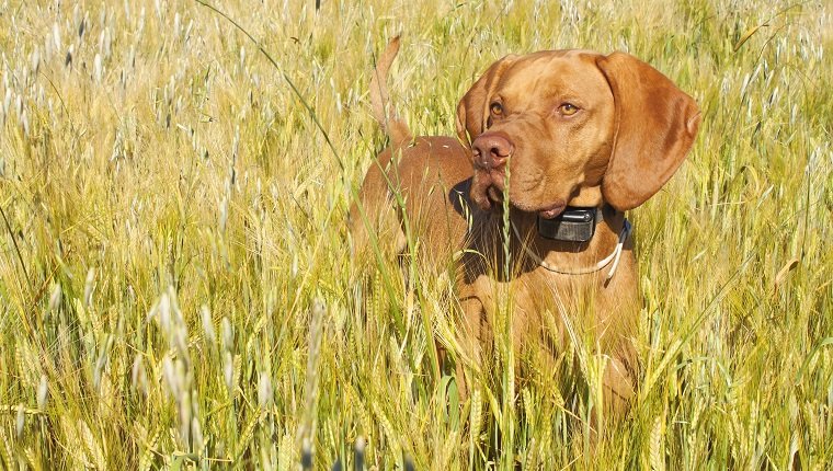 Hunting dog in the ripening grain. Hot summer day. Hungarian Pointer Viszla hunting. Electric dog collar.