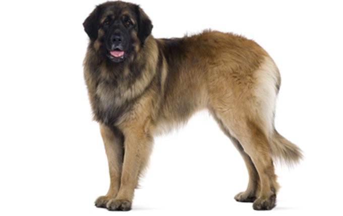 leonberger-dog-breed