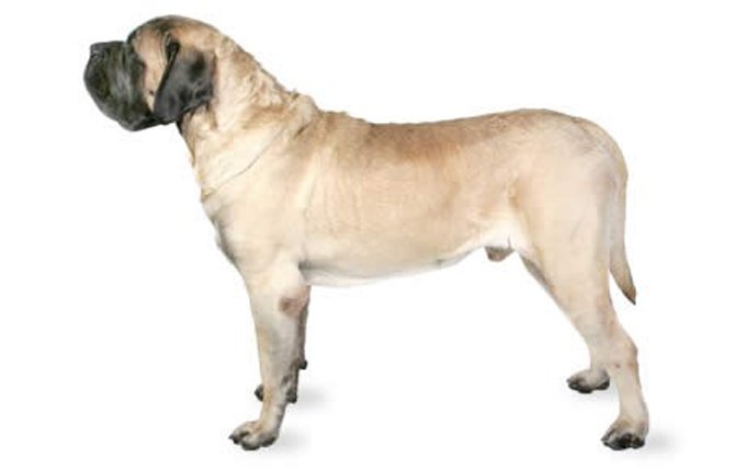 mastiff