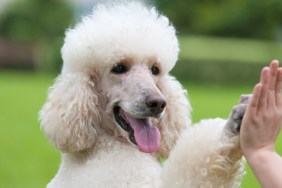 Woman giving high five to dog