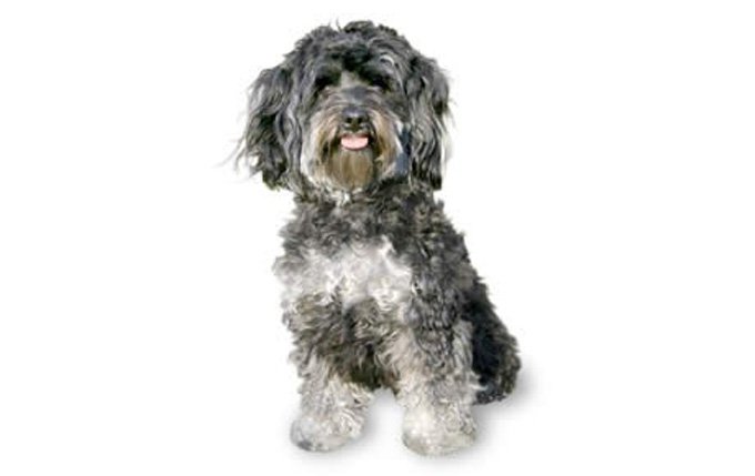 11-small-dogs-maltipoo