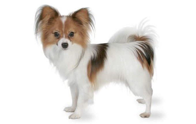 14-small-dogs-papillon