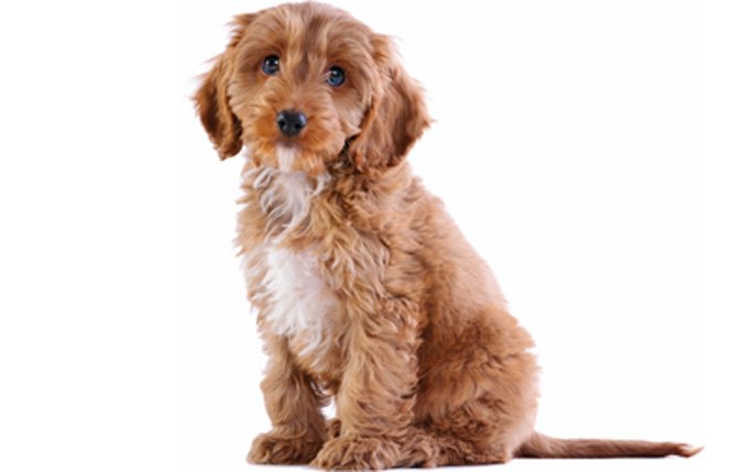 6-small-dogs-cockapoo