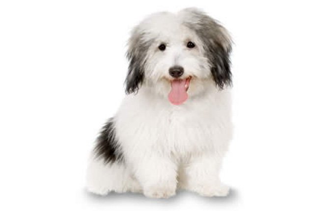 7-small-dogs-coton-de-tulear