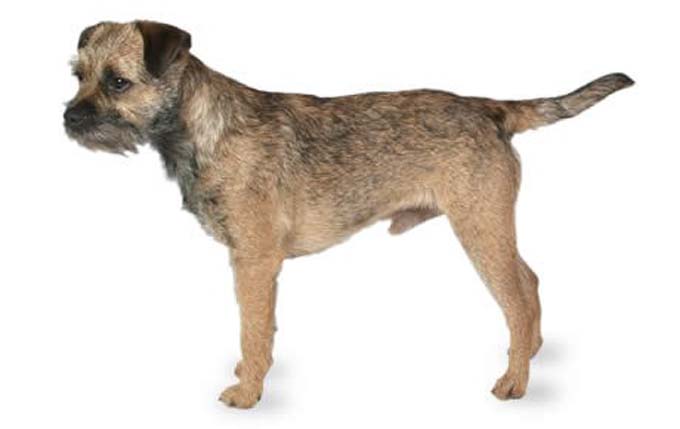 border-terrier