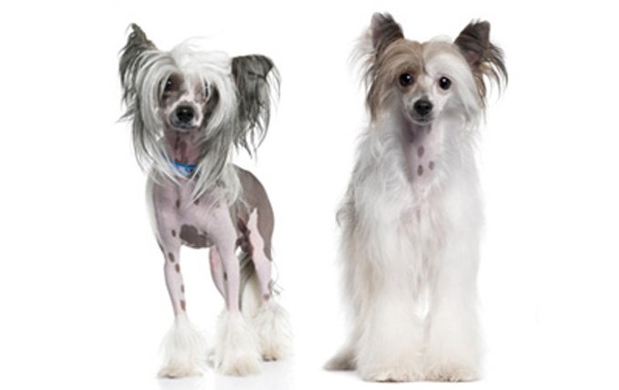 chinese-crested