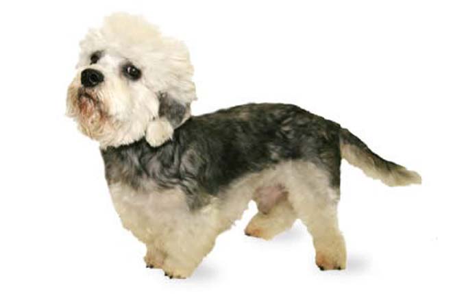 dandie-dinmont-terrier