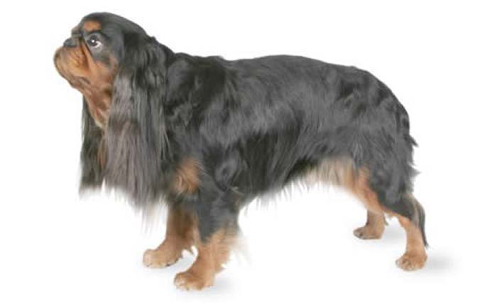 english-toy-spaniel