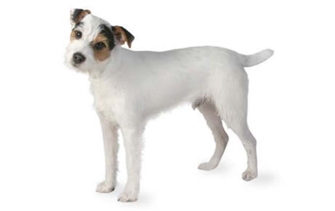 jack-russell-terrier