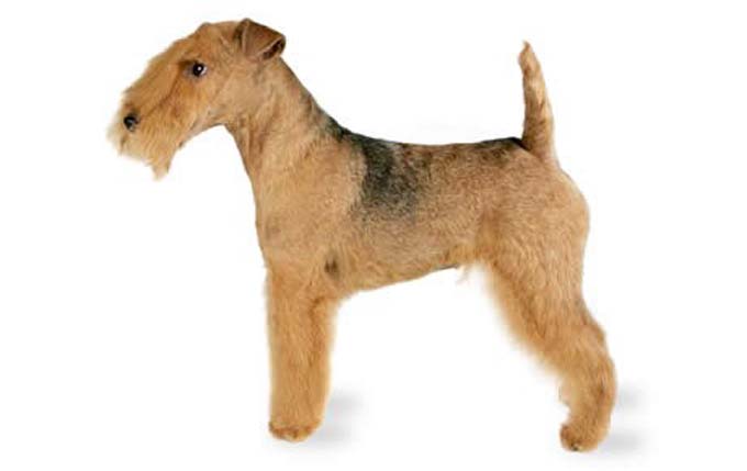 lakeland-terrier