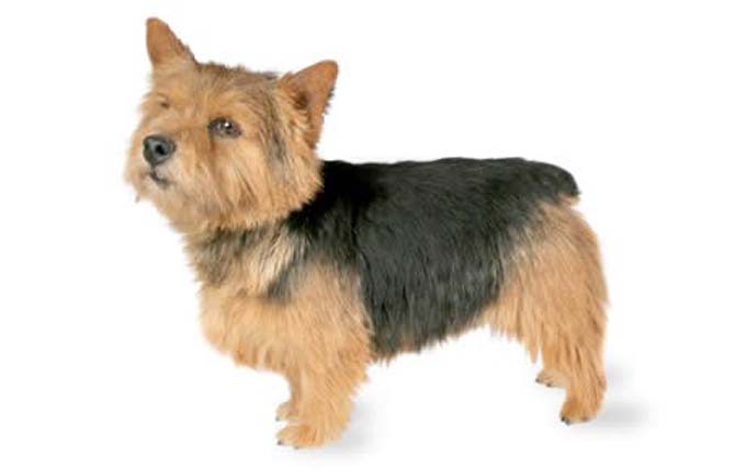 norwich-terrier