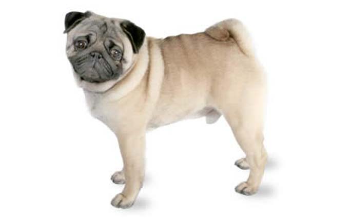 pug