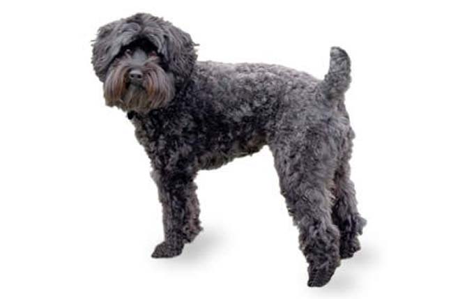 schnoodle