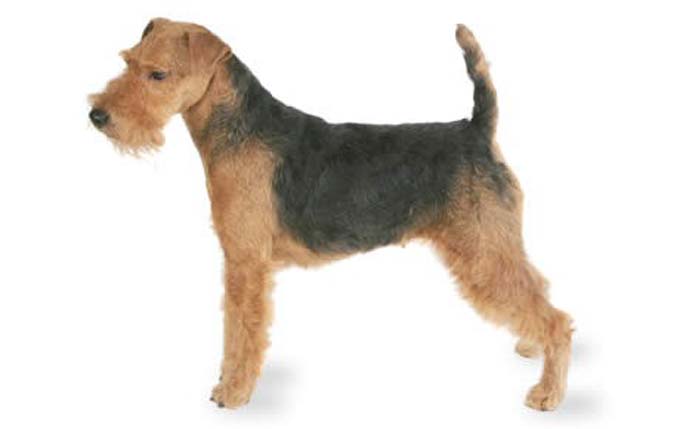 welsh-terrier