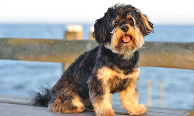 A dog at the ocean.