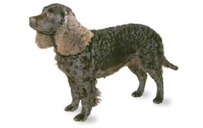 american-water-spaniel