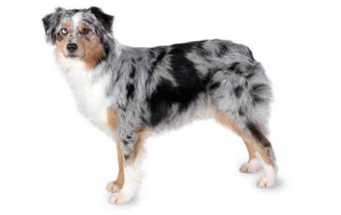 australian-shepherd