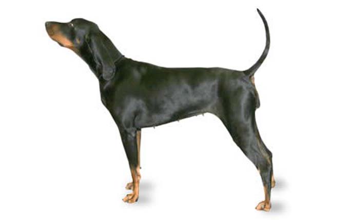 black-and-tan-coonhound