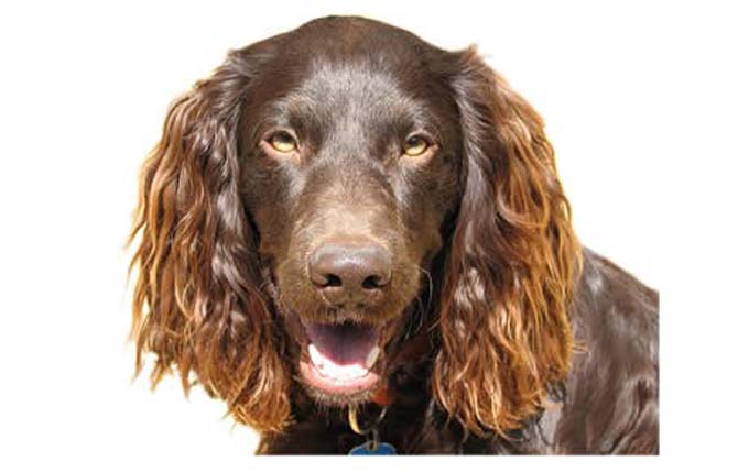 boykin-spaniel