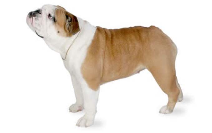 bulldog