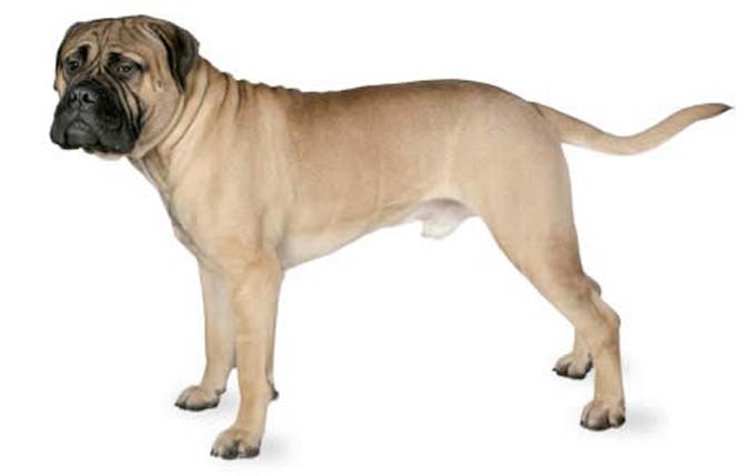 bullmastiff