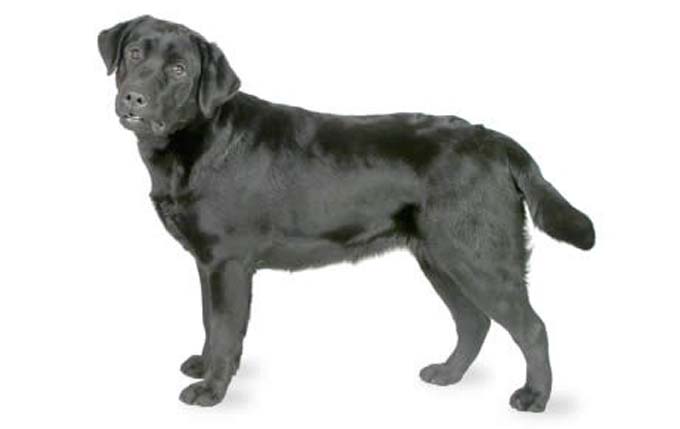 labrador-retriever