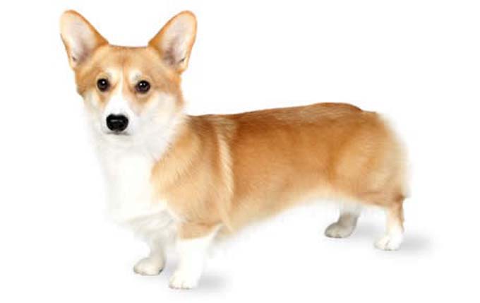 pembroke-welsh-corgi