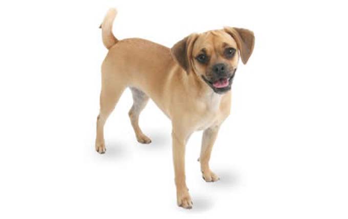 puggle