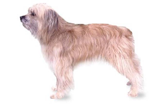 pyrenean-shepherd