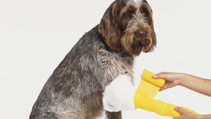 dog getting gauze to control bleeding